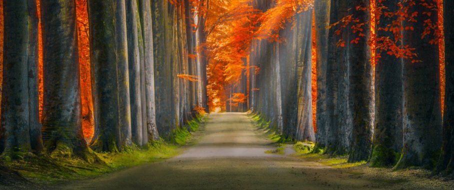 ɭ�����������·�羰ͼƬ