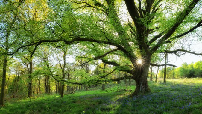 �����������ķ羰 ��ľ ̫�� 4k����ͼƬ