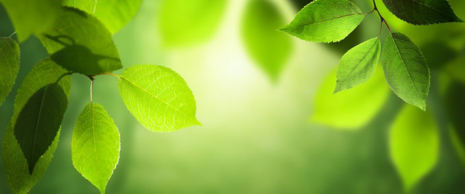 ��ɫ��Ҷ��Ȼ����ͼƬ