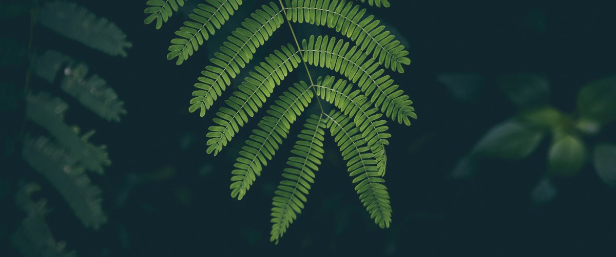 Ҷ ֲͼƬ
