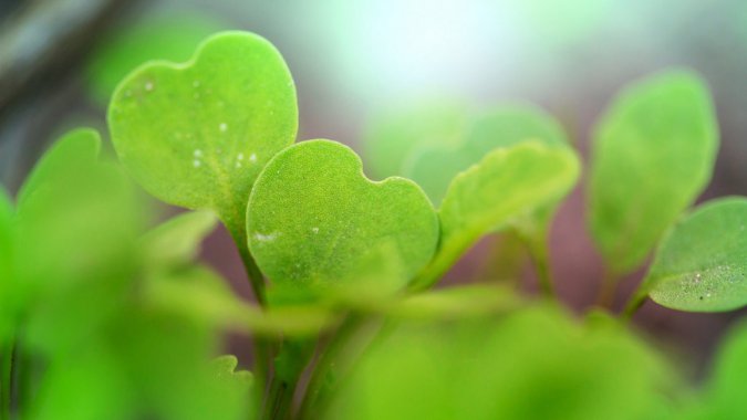 죬ʣҶӣ2021Ȼֲ5KƬͼƬ