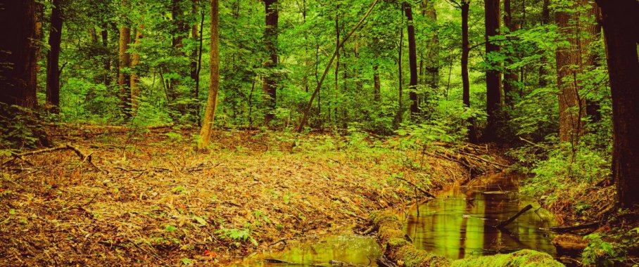 ��ɫɭ��ͼƬ