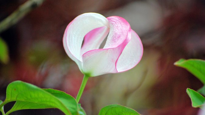 ��ɫ���䣬2021����Ȼ��ֲ����壬��ƬͼƬ