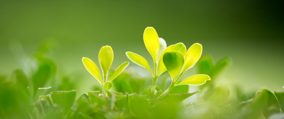 ������ɫ��Ҷ������ͼƬ