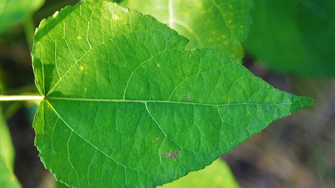 ���죬��Ȼ����ɫ����Ҷ������ͼƬ