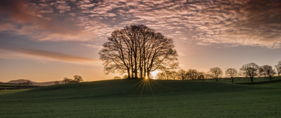 ��ԭ�ϵ���ľͼƬ