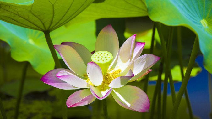 ���죬���⣬�ۺ�ɫ�����������ţ���дͼƬ