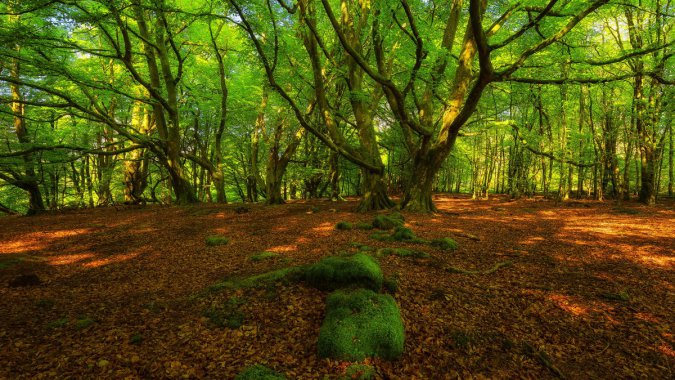 �����ɭ��ͼƬ