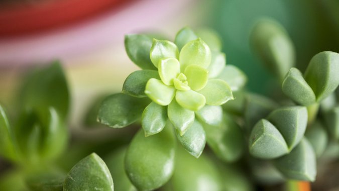 ��ɫ����ֲ֭���Ӱ����д��ͷͼƬ