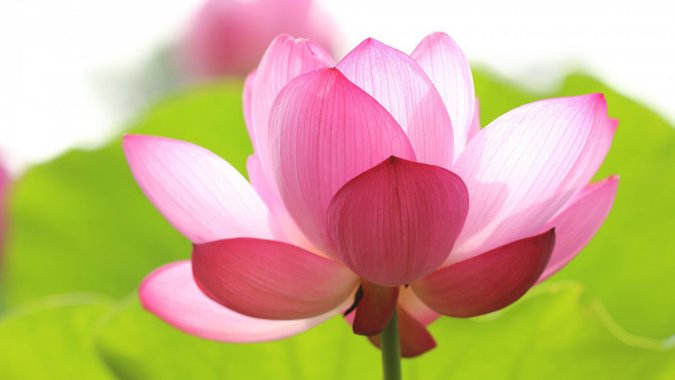 ���죬��ʥ���ۺ�ɫ������������ͼƬ