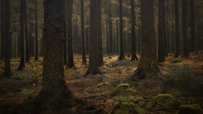 �İ���ɭ��ͼƬ