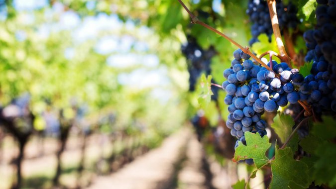 ���죬���죬���ѣ�ׯ԰������ͼƬ