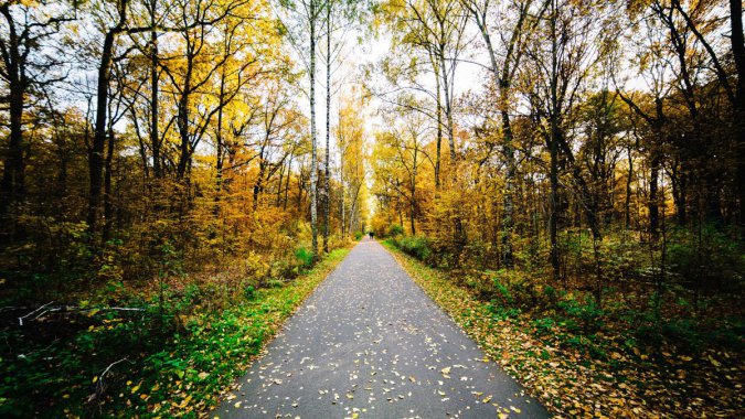 ���죬���֣���ɫ��Ҷ�ӣ���·���羰ͼƬ