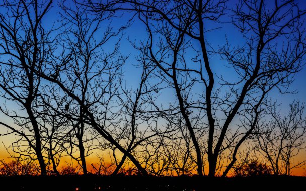 �ƻ���ľ��ӰͼƬ