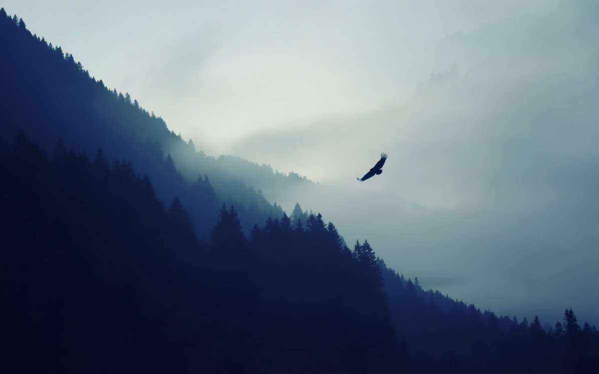 ɭϿյķͼƬ