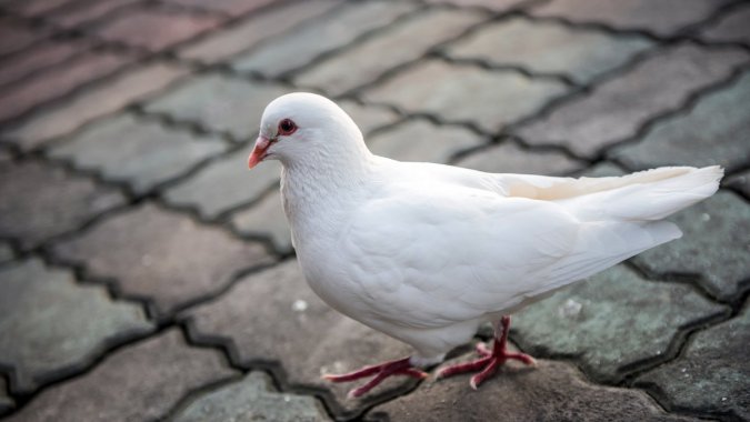 ףӣɰ񣬶дͷͼƬ