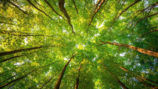 ľҶӣ2021ɭֵ֦5KͼƬ