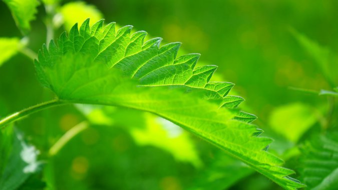 ɫҶֲ⣬дͷͼƬ