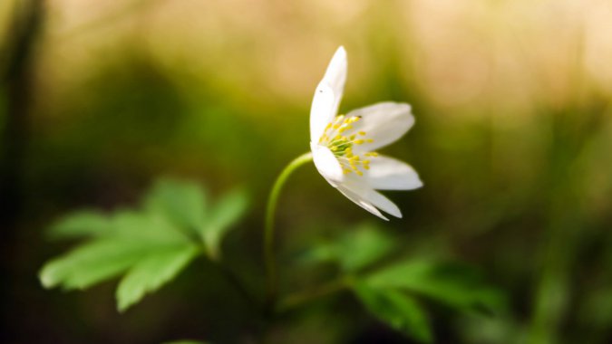 崺죬ʢɫĻ䣬ҶɢͼƬ