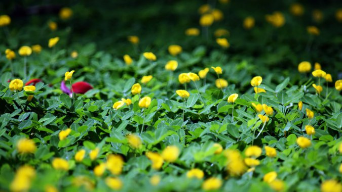 ȻɫĲݵأɫҰʢͼƬ