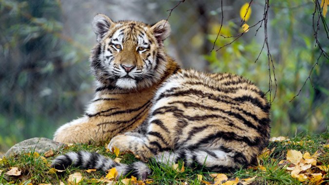 ����С�ϻ�ͼƬ