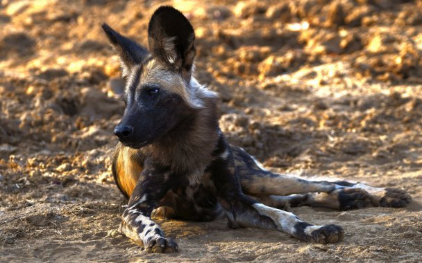 �������ҰȮͼƬ