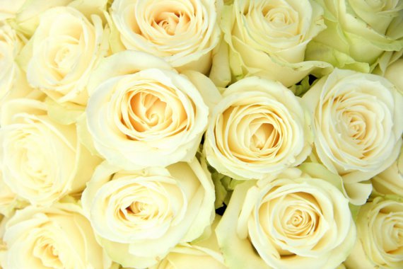 �����ɫõ�廨ͼƬͼƬ