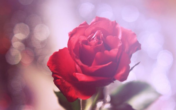 �����ɫõ�廨4kͼƬ