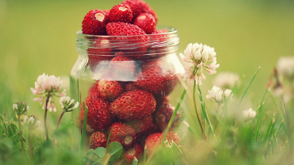 ݮ ѹӢ  ߲ ͼƬ