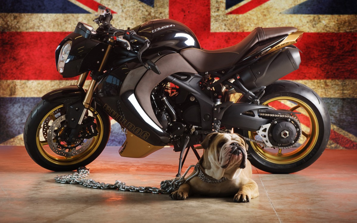 Vliner BulldogưĦг
