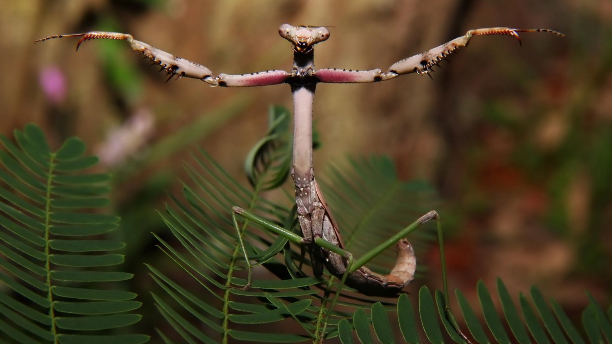 ͼƬֽ