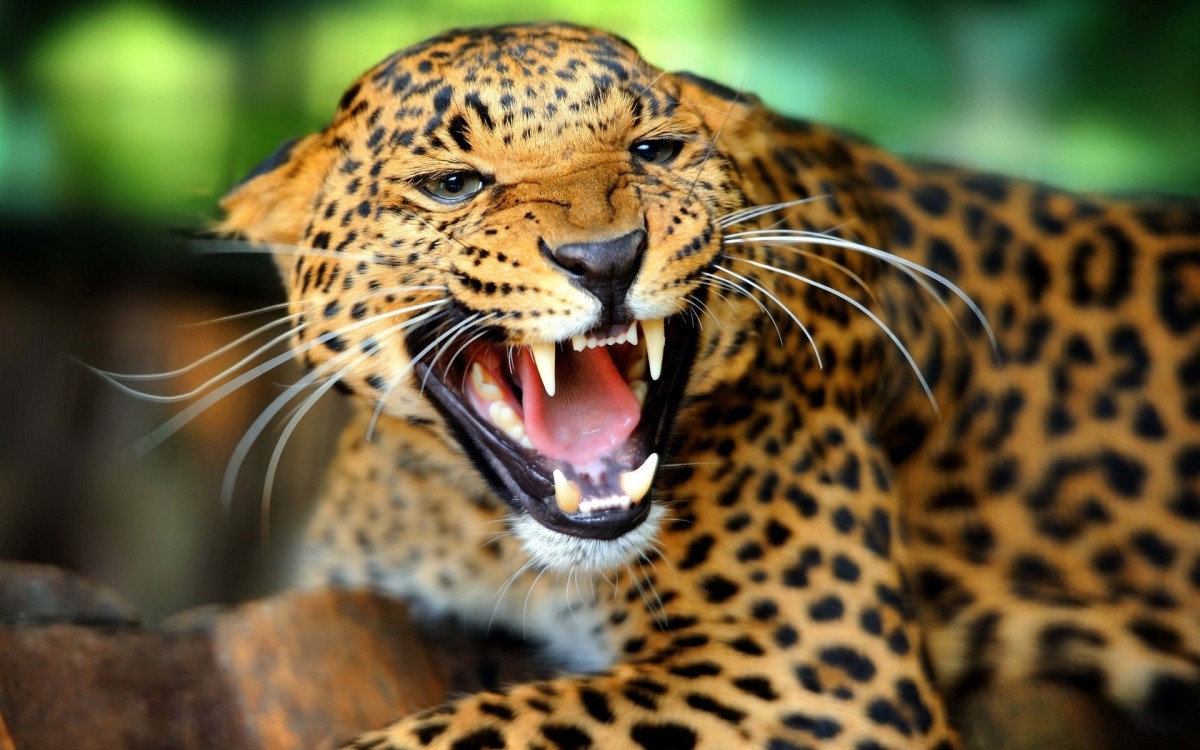 ǮͼƬֽ