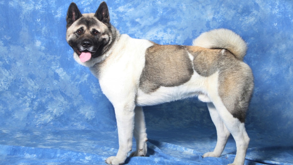 ȮͼƬֽ