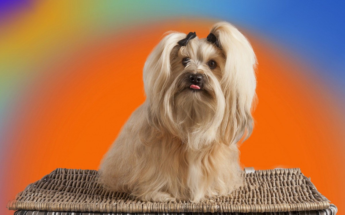 ȮͼƬֽ