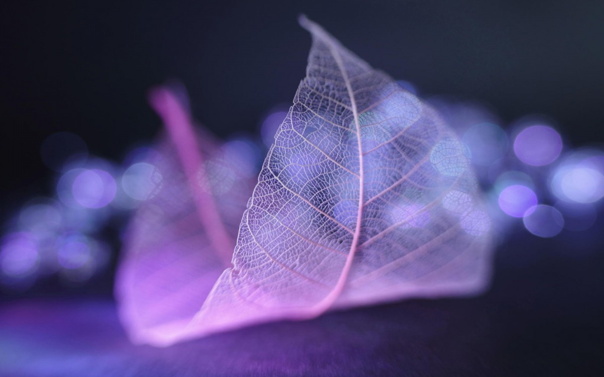 ŲҶͼƬֽ