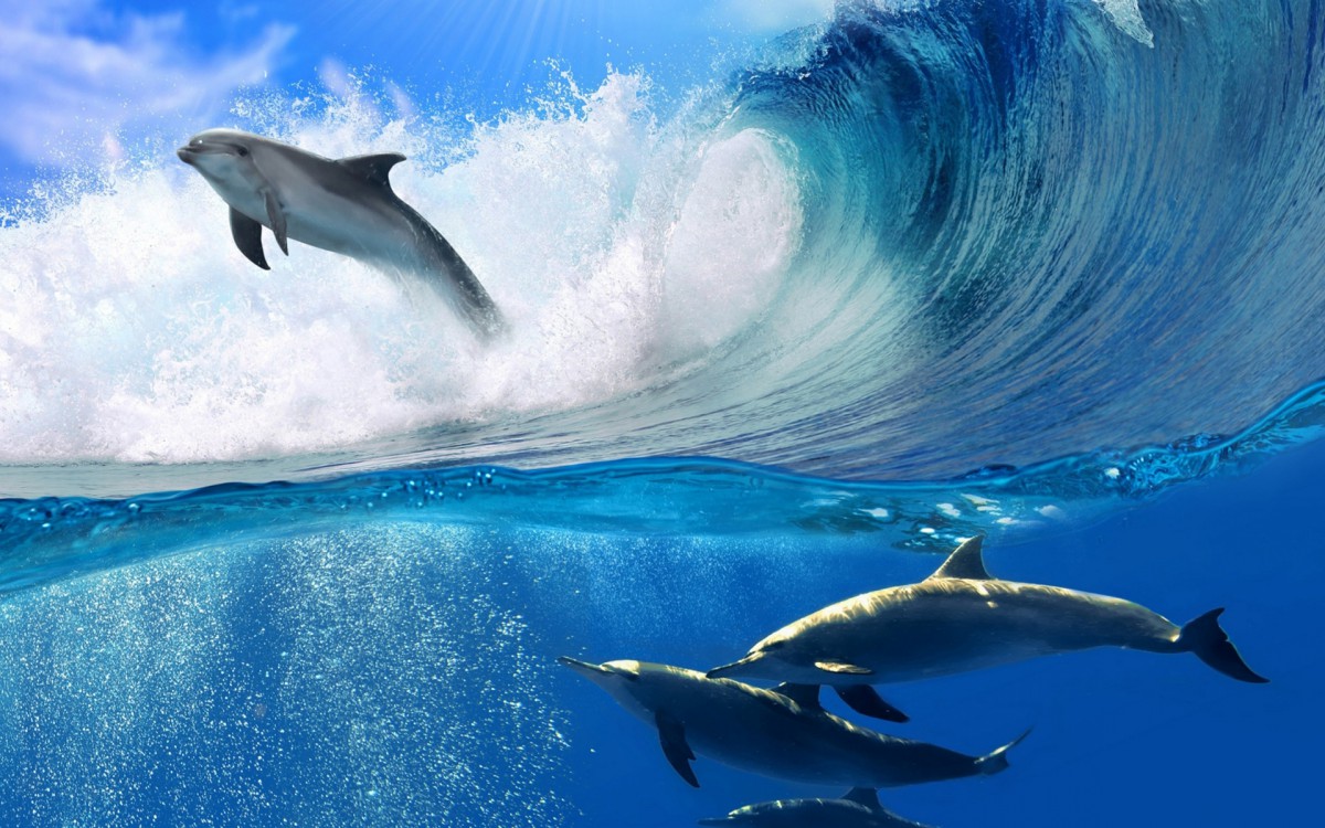 ɿɰĺͼƬ
