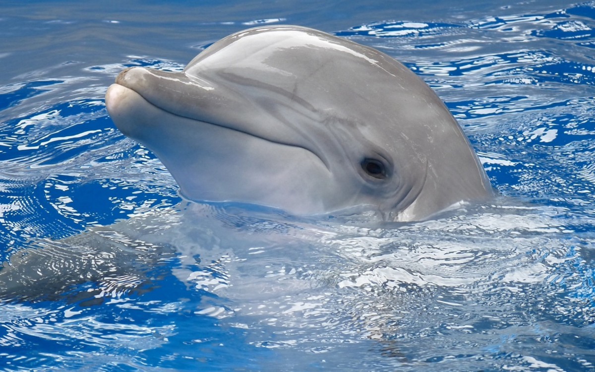 ɿɰĺͼƬ