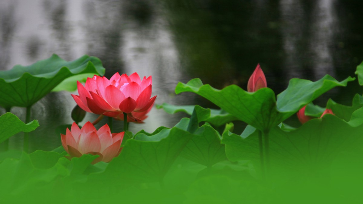 ĺɻͼƬֽ