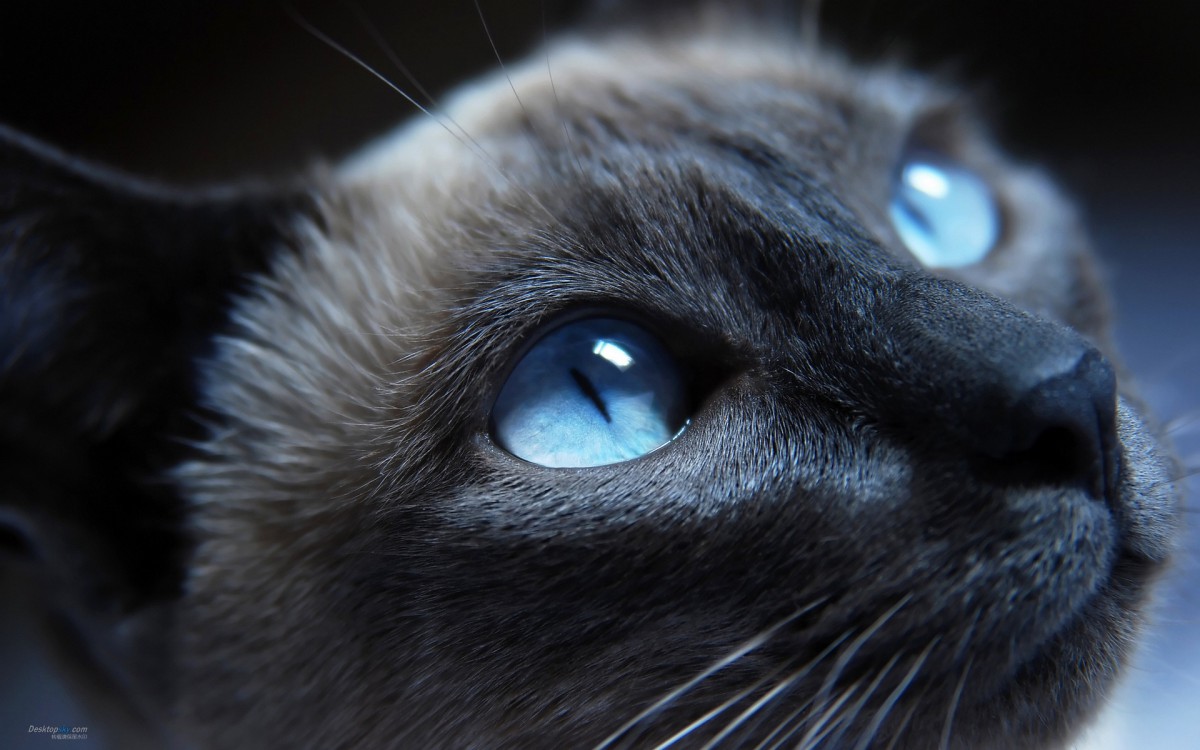 èͼƬ