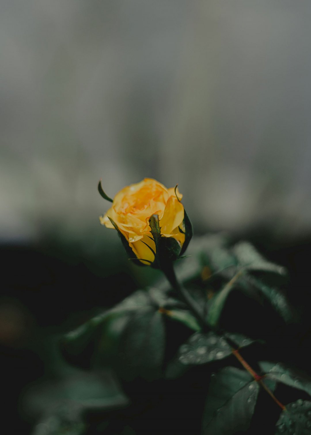 ɫĻ