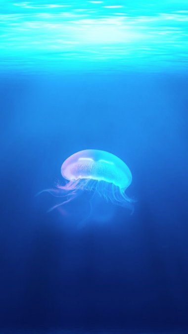 ˮĸ