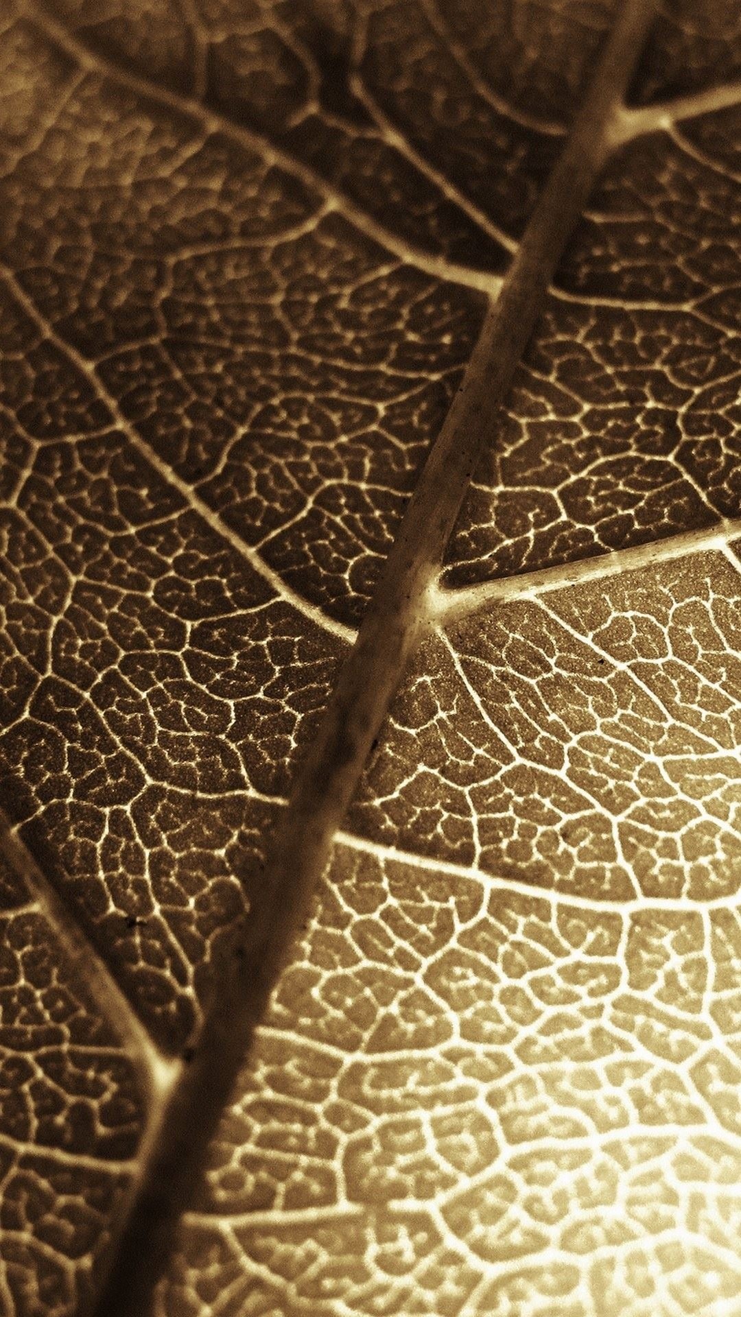 ҶƬ