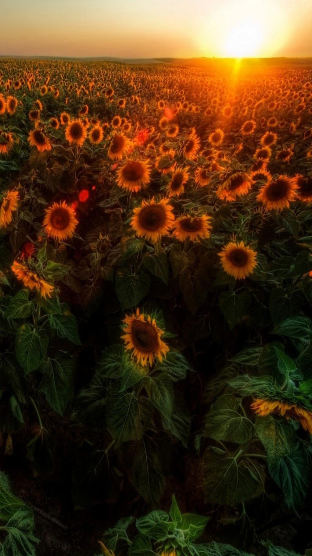 տ