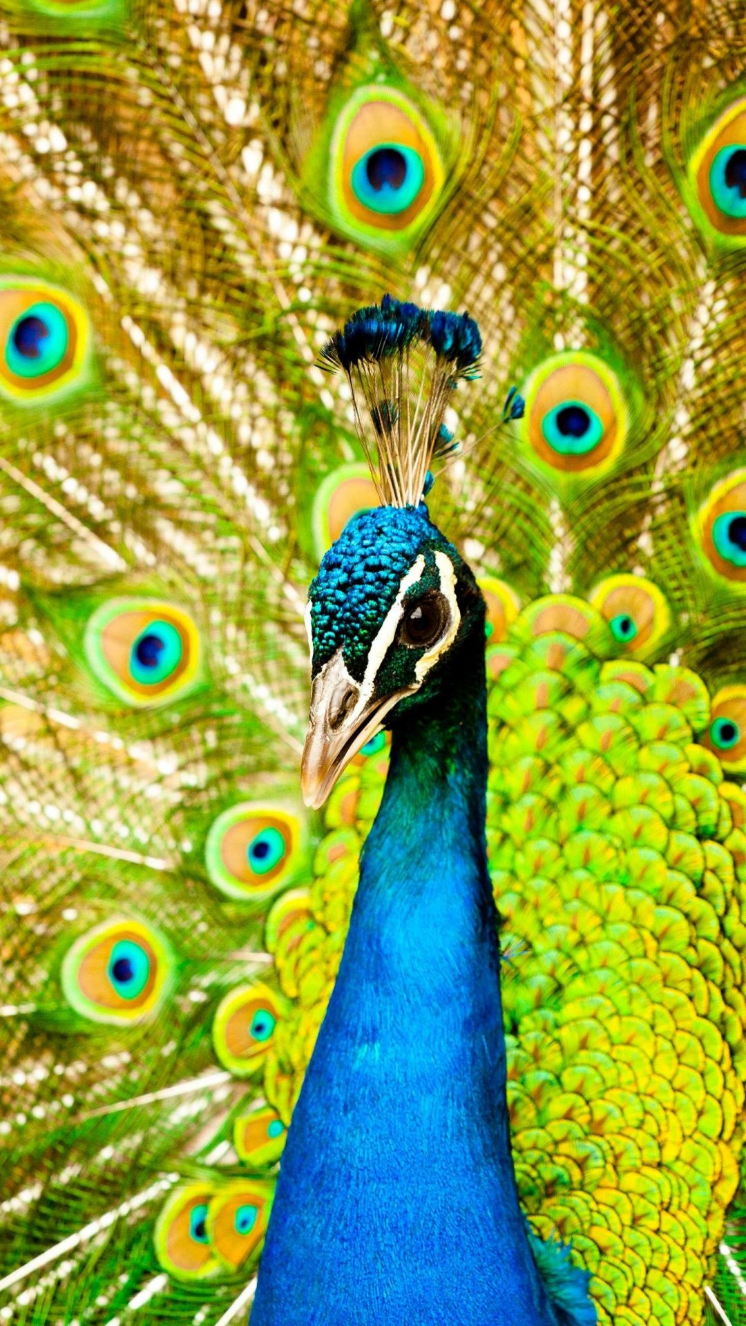 ȸ
