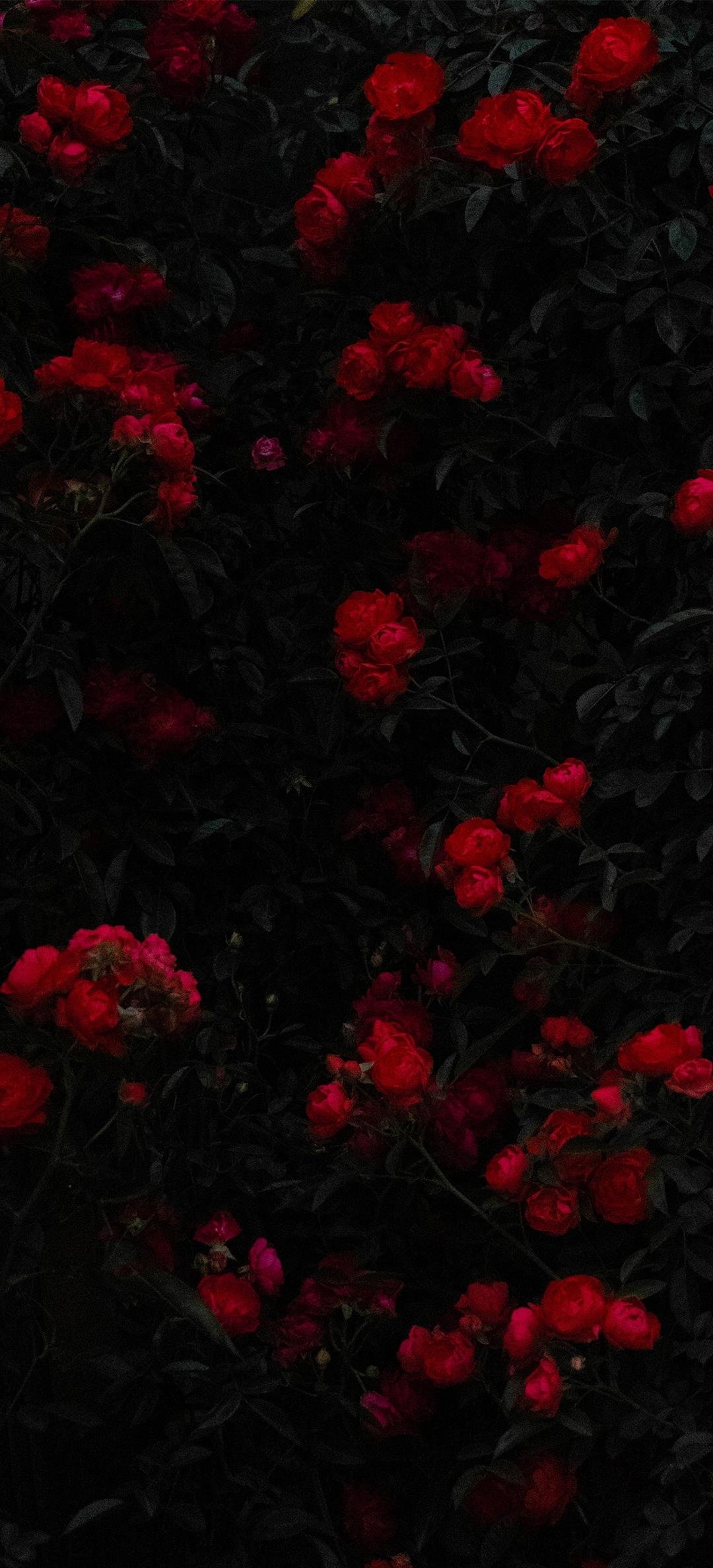 ҹɫ¼Ӱ