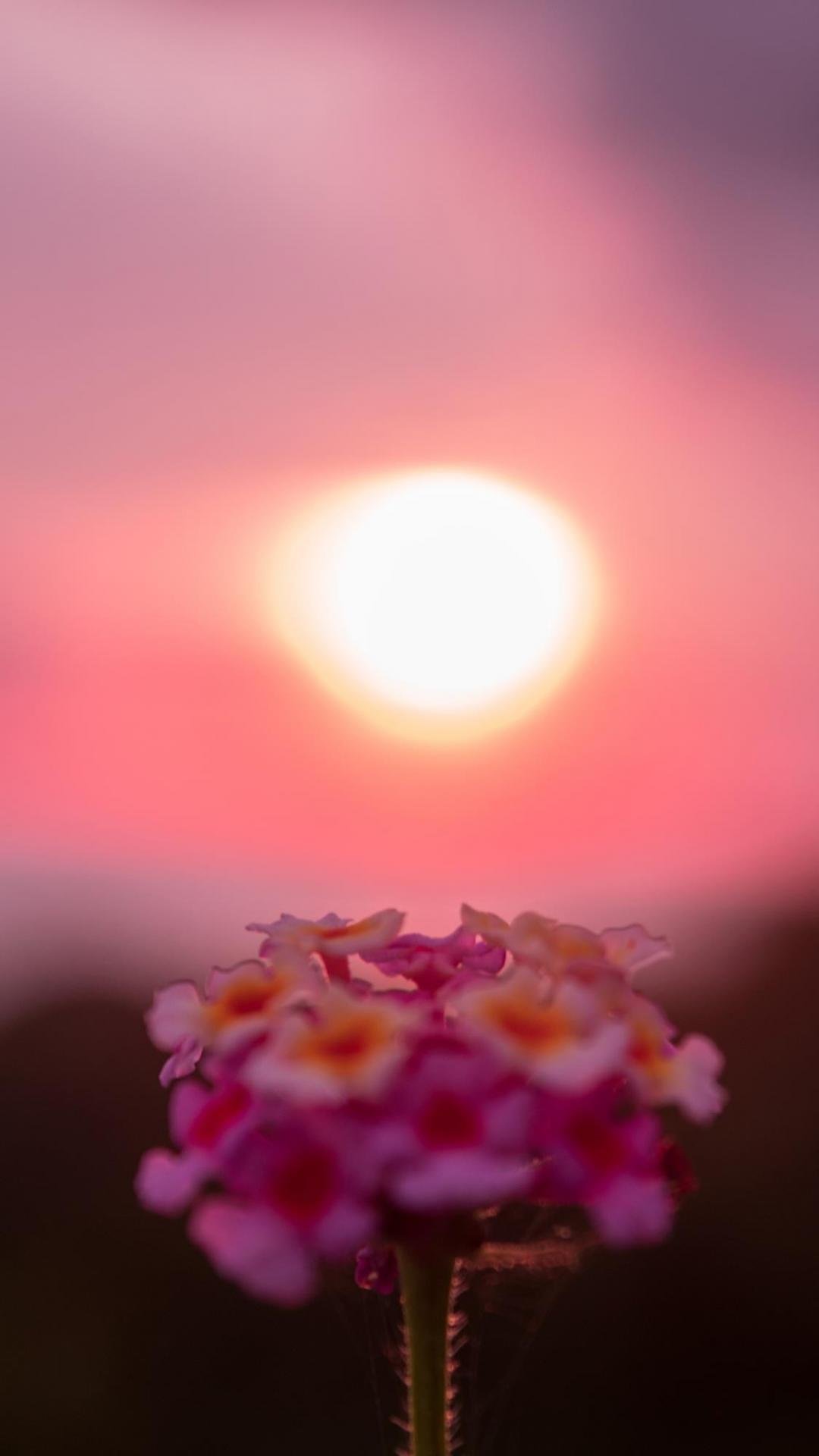 ΢ྵͷµĻܾɫ