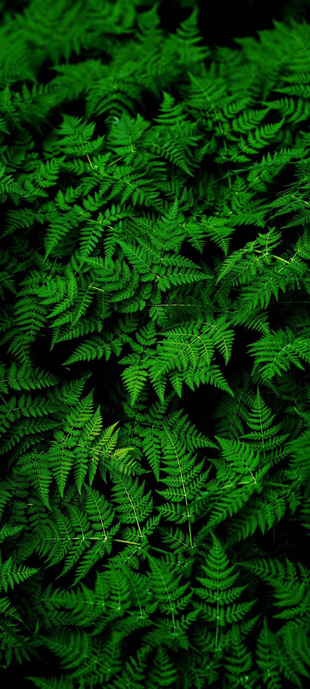  ާֲֽ