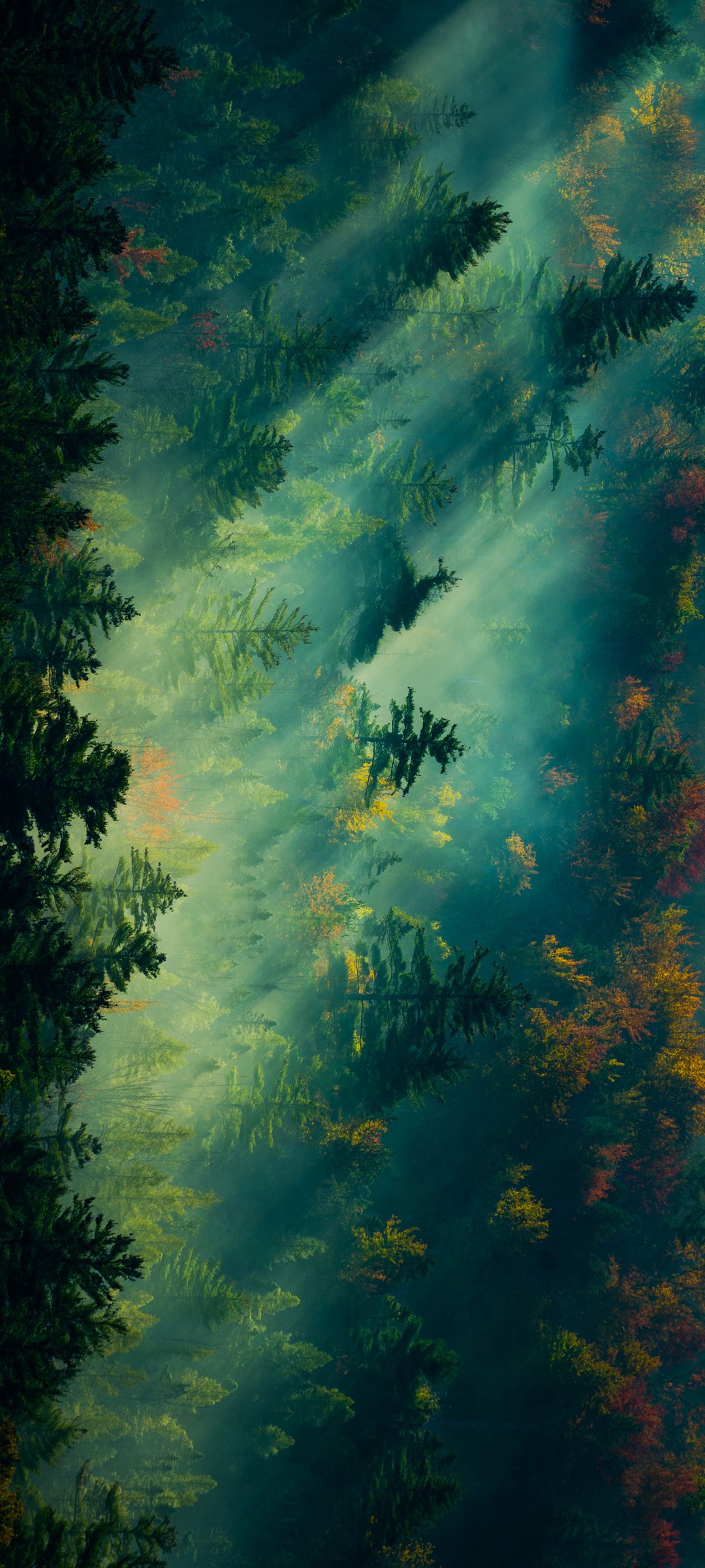  ɭ    羰 ͼƬֽ