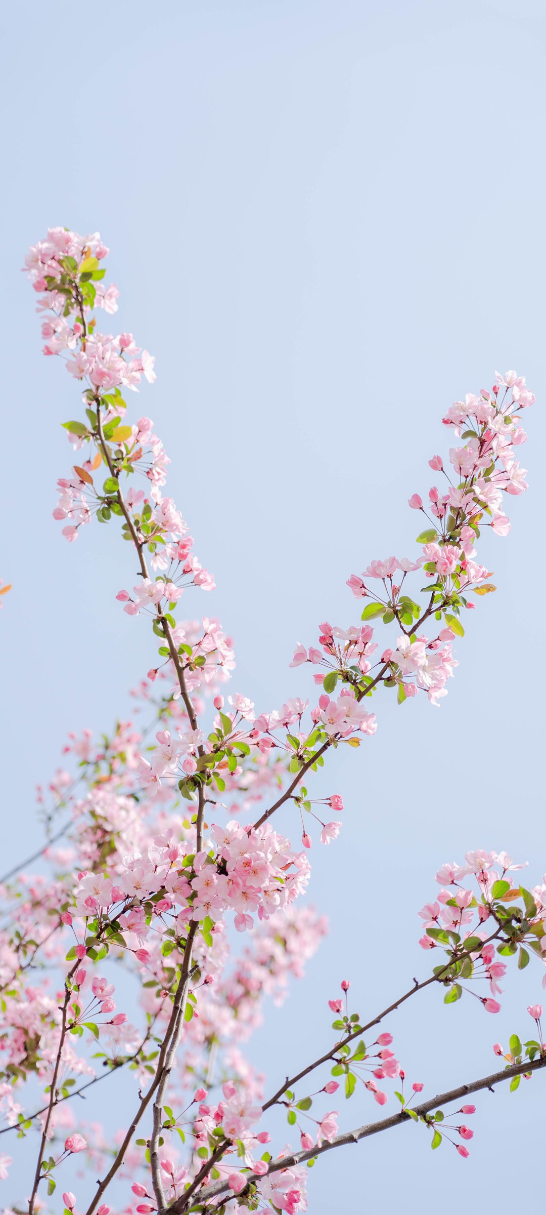 ɫӣշ羰ֽ