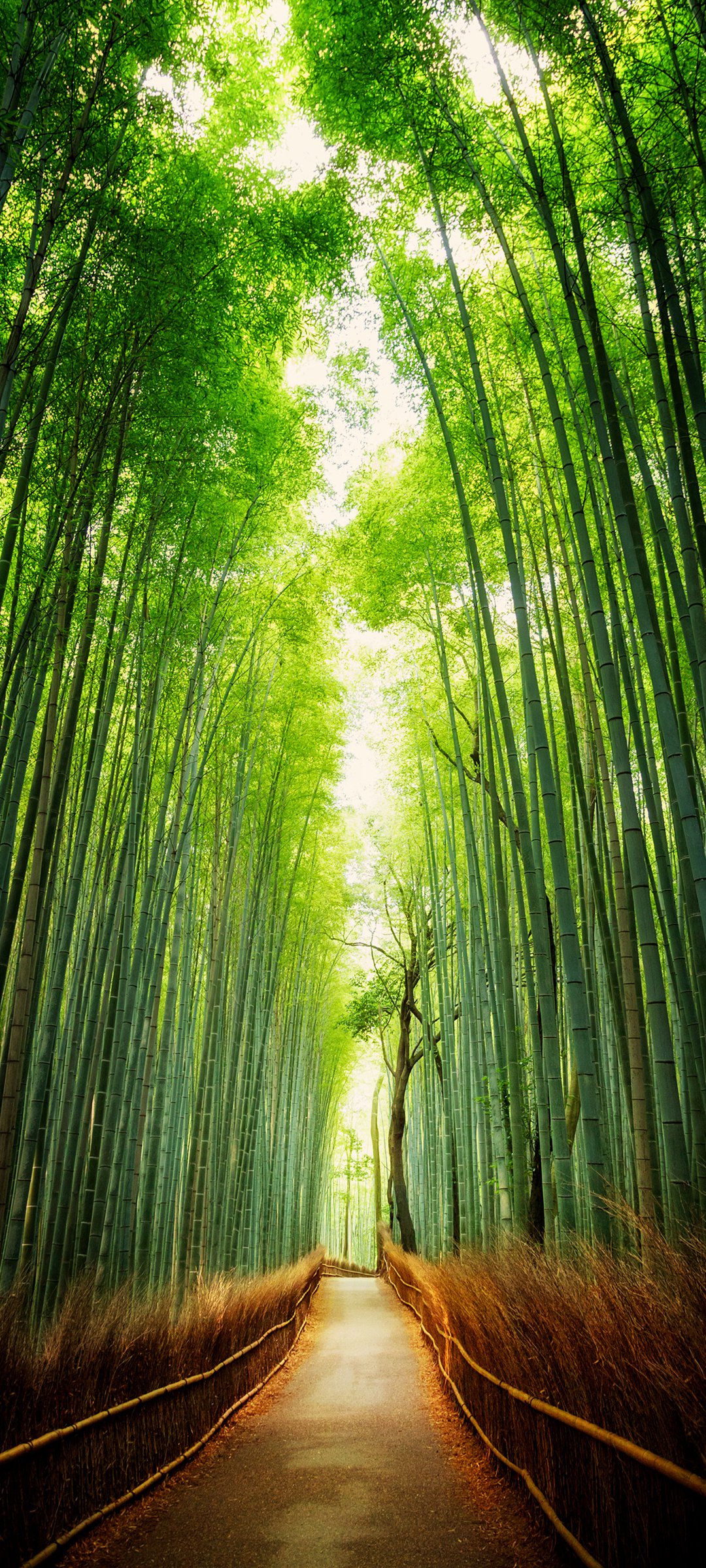 С·羰ֽ
